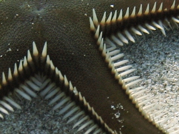 Astropecten platyacanthus (Philippi, 1837)